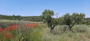 Finca agrario de 5,8 ha de en Vinaixa