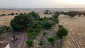 Finca Logrosan