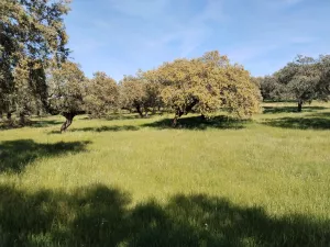 Venta de dehesa