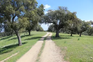 Preciosa dehesa en Jaén ref. 1524