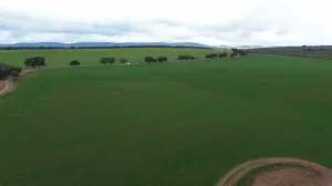 1750 HECTÁREAS DE OLIVAR - DEHESA Y GANADERA