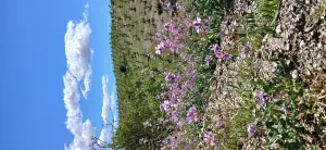 Almendro ecológico con 2 cortijos