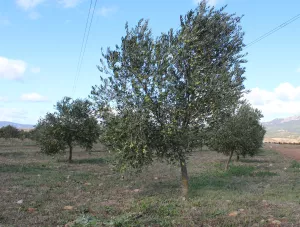 Finca Recreo totalmente equipada 130 olivos.