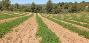 Se vende finca rústica con viñedos y olivares