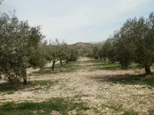 FINCA DE OLIVOS CON RIEGO POR GOTEO