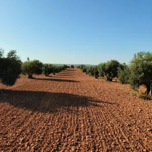 Finca de PISTACHOS, OLIVOS y VIÑA con Riego