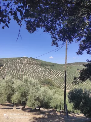 Finca de olivar