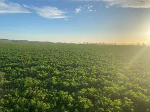 Finca rústica de regadío con derechos de pac