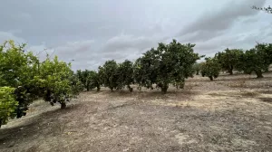 Finca de naranjos, olivar y Caserío.