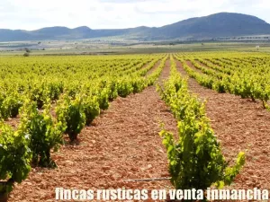 finca en venta 1.366 Has. labor viña monte