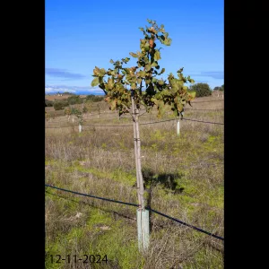 VENDO FINCA DE PISTACHOS 5 HECTAREAS