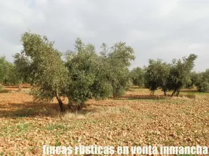 finca en venta 46 has. olivar tierra riego