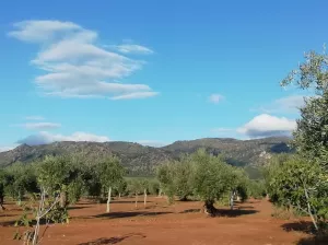 OLIVAR EN LAS FALDAS DE SIERRA DE MONTÁNCHEZ