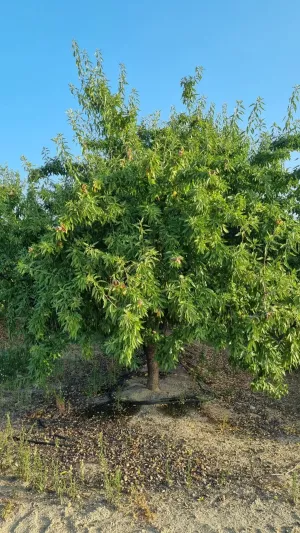 Venta 77 Ha Olivos y Almendros