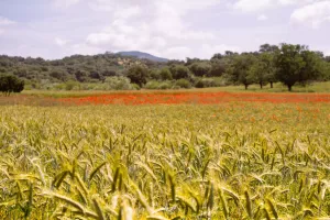 FINCA ECOLÓGICA