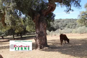 Finca ganadera y de cultivo en Ronda