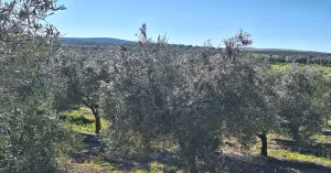 Olivar en El Carpio