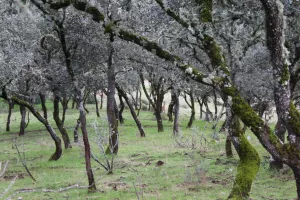 Finca de caza en Ciudad Real Ref. 1519