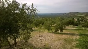 OLIVAR ECOLOGICO DE REGADIO EN JAEN