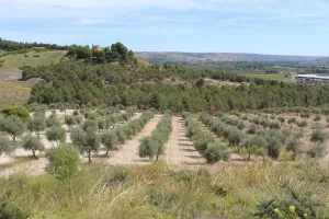 FINCA DE RECREO CERCA DE MADRID - 1500