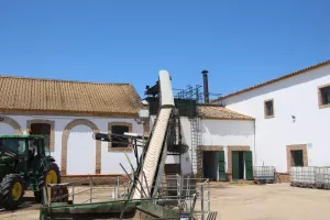 FINCA CON OLIVAR EN JAEN - 1438