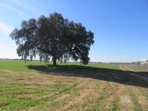 FINCA GANADERA EN TOLEDO