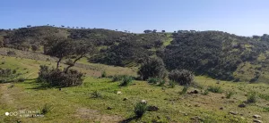 FINCA GANADERA EN JAEN - 1430