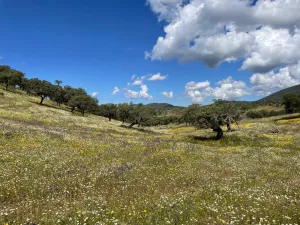 Finca 125 ha de dehesa en Palomas, Badajoz