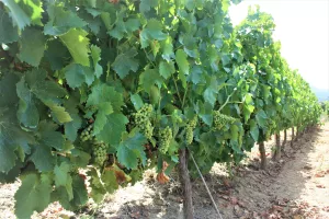 Bodega con viñedo en DO Priorat