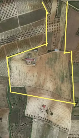 FINCA DE PISTACHOS EN EL SUR DE ESPAÑA