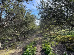 Espectacular finca rústica, plena producción