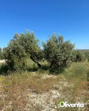 Olivar llano en producción a un paso de Jaén