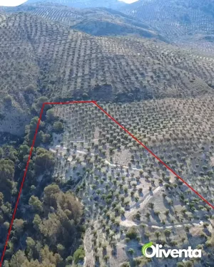Olivar con 400 olivos en Pegalajar – Buen acc
