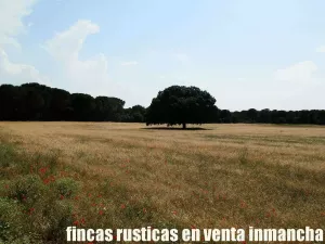 finca en venta 240 has. labor pinar maderable