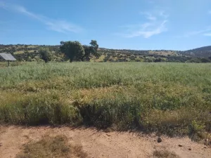 Explotación ganadera y cinegética en Córdoba
