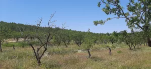 Se vende 3 parcelas agrarias de 10 ha