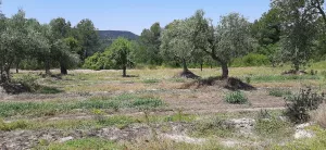 Finca agrario de 5,8 ha de en Vinaixa