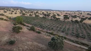 Finca Logrosan
