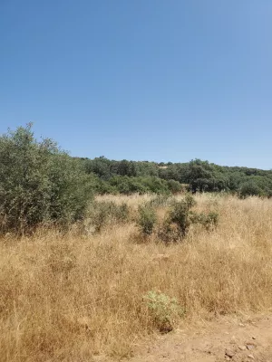 Finca de 100 Ha de Monte