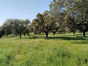 Venta de dehesa