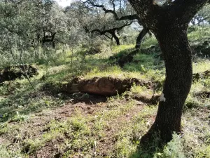 Venta de dehesa