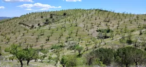 Almendro ecológico con 2 cortijos
