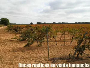 finca en venta 42 has viña regadío Cuenca