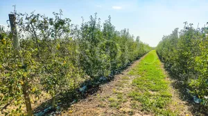 Finca agrícola de olivo en superintensivo