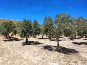 FINCA DE OLIVOS CON RIEGO POR GOTEO