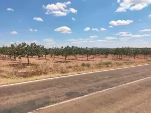 Finca de PISTACHOS, OLIVOS y VIÑA con Riego