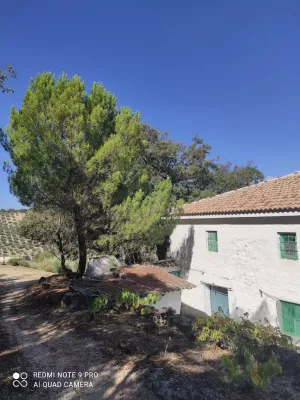 Finca de olivar