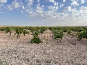 Venta de viñedo emparrado de 5.2 hectareas