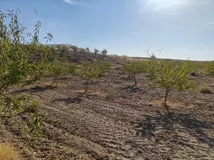 FINCA ALMENDROS Y PISTACHOS REGADÍO