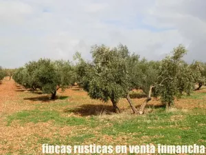 finca en venta 46 has. olivar tierra riego